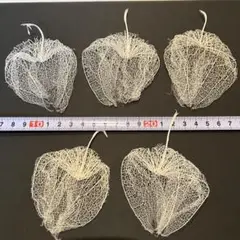 透かしほおずきの押し花　５個
