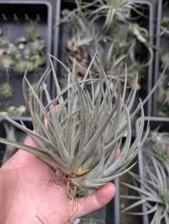 Tillandsia Totoro cv.of ionantha 速達発送 - メルカリ