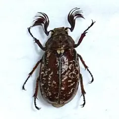 アシナガコガネ　標本　大量 アシナガコガネ 標本 大量