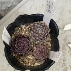 きなこ様 リクエスト 2点 まとめ商品