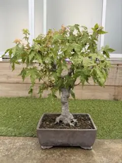 盆栽 もみじ 幹肌 趣ある古木のサムネイル