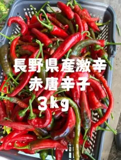 青唐辛子 （辣妹子5kg長野県産 - メルカリ