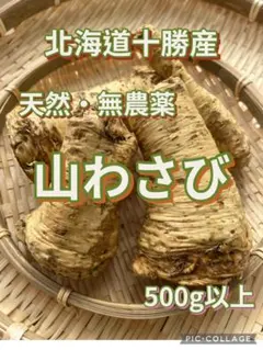 ⑩北海道十勝産天然山わさび500g以上【極太入】のサムネイル