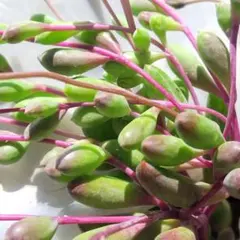 天華様 リクエスト 5点 まとめ商品