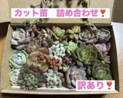 訳あり❣️多肉植物　カット苗　寄せ植えセット❣️
