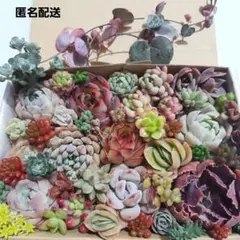多肉植物 カット苗 詰め合わせ 【35】