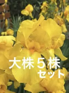 ♦︎ジャーマンアイリス♦︎鮮やかなイエロー♦︎5株セットのサムネイル