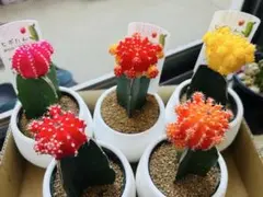 ギノムカリキウム属　緋牡丹　5色セット❗️（赤•ピンク•黄•赤黄グラデ•オレンジ）のサムネイル