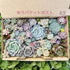 ✾43ちまちま寄せ植え　カット苗　多肉植物　寄せ植えセット　詰め合わせ　多種類苗