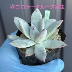 ⑧コロラータルーフ実生★コキリノのサムネイル
