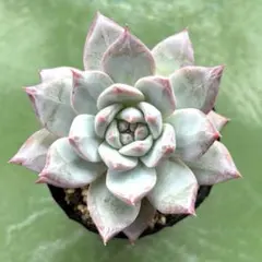 kon様 リクエスト 3点 まとめ商品