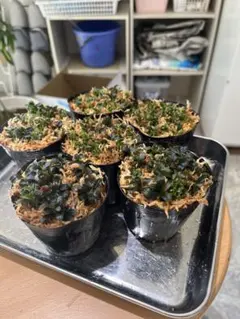 2025年最新】ブセファランドラ ミニの人気アイテム - メルカリ