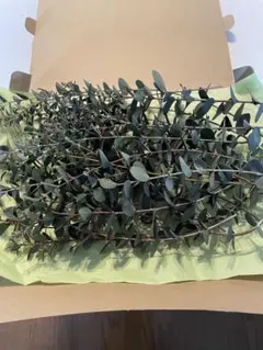 ⁎ʔ༄ユーカリグニー【リピート様専用】30㎝迄【25本】ネコポスいっぱい