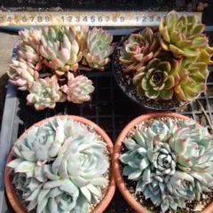 2026年最新】多肉植物大株の人気アイテム - メルカリ