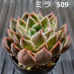 ミラ 509 エケベリア 多肉植物 抜き苗