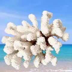 珊瑚礁 珊瑚 アロマストーン 白化珊瑚 置物 白珊瑚 17 - メルカリ