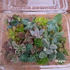 韓国苗　100苗セット　カット苗　【メルカリ便発送】多肉植物　詰め合わせ 大量 韓国苗100苗詰め合わせセット 多肉植物 エケベリア 寄せ植え
