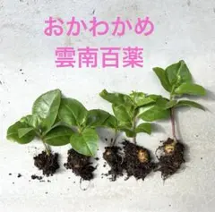 おかわかめ 雲南百薬 ぬるっぱ むかご付き苗 ５株 無農薬のサムネイル