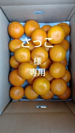 せとか10㎏(小玉、家庭用)さっこ様専用