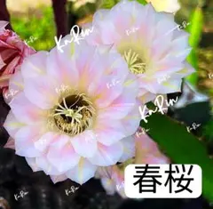 2026年最新】サボテン、の人気アイテム - メルカリ