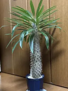 パキポディウム ラメリー6号 高さ80cm - メルカリ