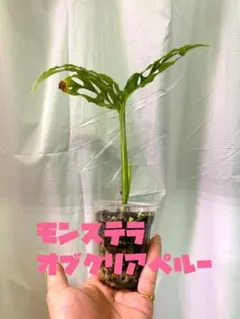 2026年最新】オブリクアの人気アイテム - メルカリ