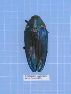 Peru産 Morpho Rhetenor Cacica 124mm - メルカリ