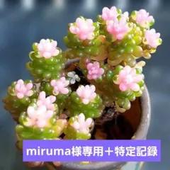 【miruma☆様 リクエスト 3点＋特定記録210円】 まとめ商品