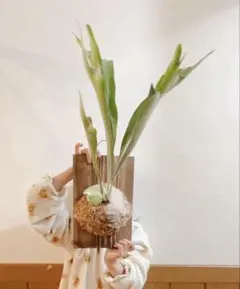 Mia様 リクエスト 2点 まとめ商品