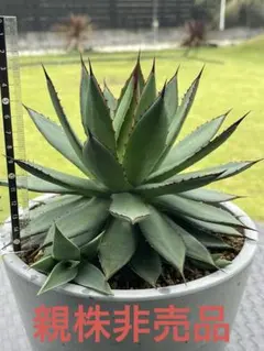 2025年最新】アガベ イシスメンシス ハイブリッドの人気アイテム