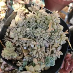 くみくみ様 リクエスト 7点 まとめ商品