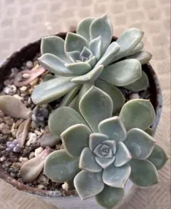 mipi様 リクエスト 4点 まとめ商品