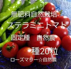 ステラミニトマト　たね20粒♪　無肥料自然栽培　自然農　固定種　自家採種