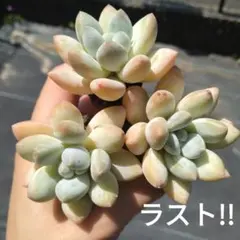 ラクジン♡　抜き苗プラグ苗　３つセット♡　エケベリア　ぷくぷく♡　お得!!のサムネイル