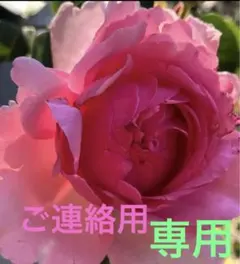 ❤️♡♡♡♡様❤️専用のページ❤️薔薇苗❤️