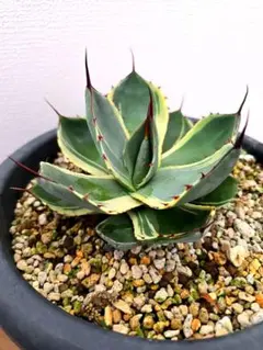 2026年最新】オリザバの人気アイテム - メルカリ