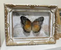 ビブリスハレギチョウ 蝶 標本 昆虫標本 展翅標本のサムネイル