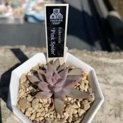 2026年最新】優木園の人気アイテム - メルカリ