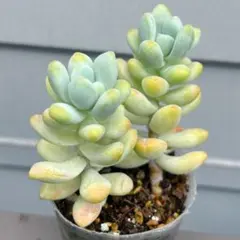 多肉植物 オレンジスノーボール 抜き苗 6cm鉢 - メルカリ