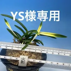 富貴蘭 火影 株立ち - メルカリ