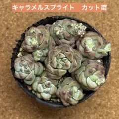 ☆kei工房☆様 リクエスト 2点 まとめ商品