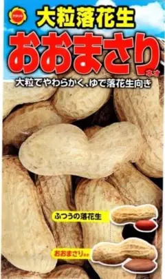 千葉県産 おおまさり 1kg 手むき 乾燥生落花生 - メルカリ