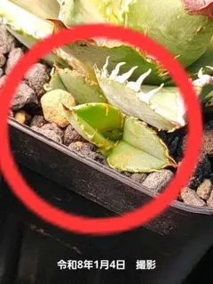 2025年最新】皇冠 子株の人気アイテム - メルカリ