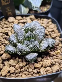 多肉植物 ハオルチア 王蟲のサムネイル