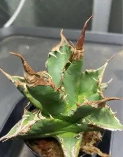 2025年最新】イラン株 アガベの人気アイテム - メルカリ