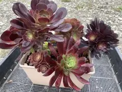 多肉植物　アエオニウム　セット　鉢ごと発送