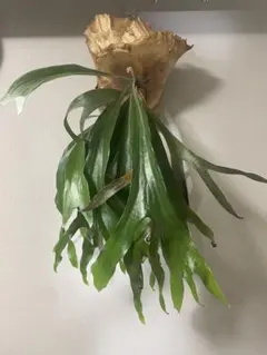 2026年最新】Maserati ビカクシダの人気アイテム - メルカリ