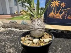 徳之島グラキリス】実生4.5cm｜白肌双頭選抜株 - メルカリ