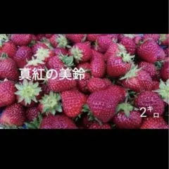 希少品種 真紅の美鈴いちご 冷凍イチゴ 2kg 送料込価格 滋賀 楽天市場】【ふるさと納税】希少品種黒色 いちご「真紅の美鈴（しんく