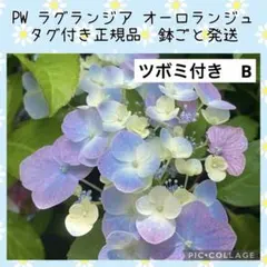 【花苗】PW正規品　ラグランジア　オーロランジュ　B 蕾付き　タグ付き鉢毎発送のサムネイル